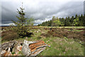 NY9454 : Rogue spruce, Slaley Forest by Andy Waddington