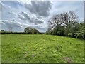 Field alongside Hudswell and Round How woods, west of Richmond