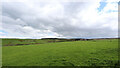 NY9354 : Sheep graze above Embley by Andy Waddington