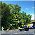 Robinia pseudoacacia in flower by the South Circular Road