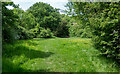 Clearing in Magnolia Fields Local Nature Reserve, Hawkwell