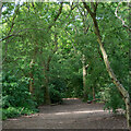 Path to Beckney Wood, Ashingdon