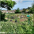 Allotments off Tan-Y-Bryn Road