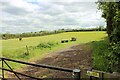 TL3861 : Horse field, Madingley Road, Dry Drayton by Martin Tester