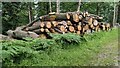 SO4774 : Logs at the Mortimer Forest (Bringewood) by Fabian Musto
