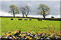 Field with cattle, Kilstrule