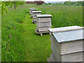NT1169 : 'Beehives' at Jupiter Artland by Jim Barton