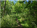 Path through woodland along Broadfield Brook