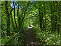 Path beside Broadfield Brook