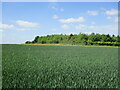 Wheatfield and plantation near Aldham