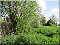 Overgrown stream, Lower Layham