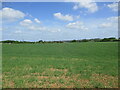 Spring sown cereal. Lower Layham