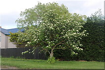 TL0870 : May Tree on Bustard Hill, Tilbrook by David Howard