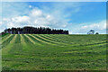 The first silage cut