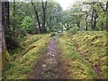 Path in woodland near Tarbet Isle