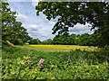 Field of buttercups north of Fernhill Road