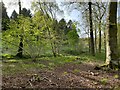 Spring in Dodsley Wood