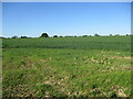 Field of wheat near Holton St. Mary