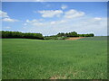 Cereal crops, Cosford Hill