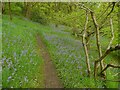 The path through Milner Wood, Stainland