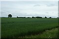 Fields beside Dauby Lane