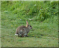 TA1034 : Bransholme bunny, Hull by Paul Harrop