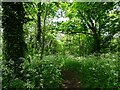 Wood Path