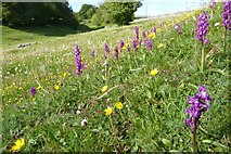 SK1565 : Ochids in Fern Dale by Philip Halling