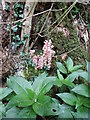 Toothwort  Parasitic  plant  in  woodland  (2)