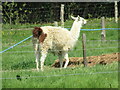 Etherley Farm - Llama