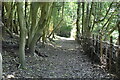 TQ4128 : Woodland footpath by N Chadwick