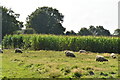 TQ6447 : Sheep and maize by N Chadwick