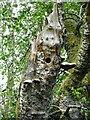 NS5096 : Great spotted woodpecker's nest by Richard Sutcliffe