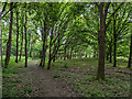 Path through trees