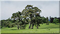 Clump of pine trees on grazing land