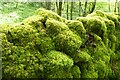 SK1773 : Moss on a drystone wall by Philip Halling
