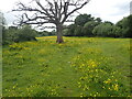 Field near Overbridge Farm