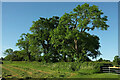 Trees near Hartmoor Farm