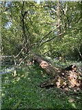SU5850 : Storm damage - Well's Copse by Mr Ignavy