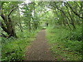 The London Loop in Clump of Trees Wood