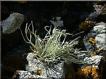 NH7459 : Lichen near Scart Craig by Alan Murray-Rust