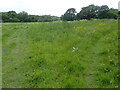 View from the London Loop near Scratch Wood