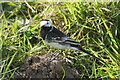 Pied Wagtail (Motacilla alba), Yorkshire Wildlife Park