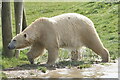 Polar Bear (Ursus maritimus), Yorkshire Wildlife Park