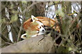 Red Panda (Ailurus fulgens), Yorkshire Wildlife Park