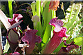 SP0485 : Birmingham Botanical Gardens - pitcher plants by Stephen McKay