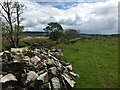 Stone wall along field edge