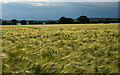 John Barleycorn - still very much alive