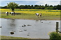 River Hiz, ponies and buttercups