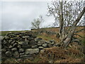 Disused  Sheep  Bield  on  moorland